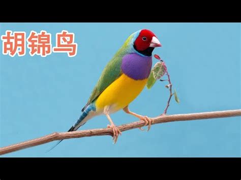 夢見彩色鸚鵡|夢見鸚鵡